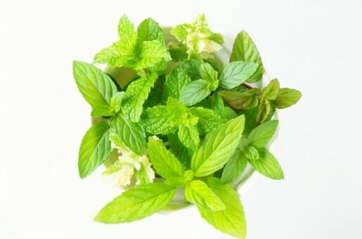 庭に植えて後悔した植物