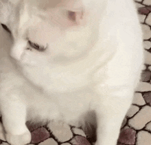 猫がよく吐く
