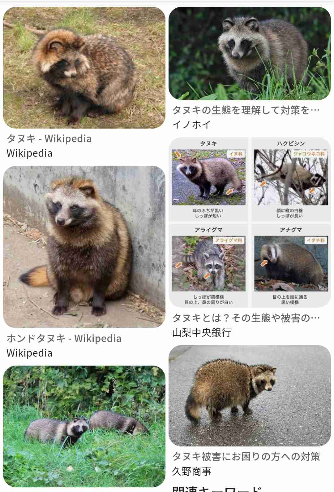 タヌキ好きな人いませんか?