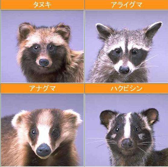 タヌキ好きな人いませんか?