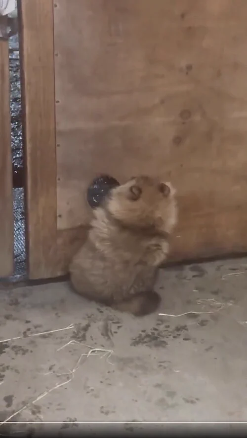 タヌキ好きな人いませんか?