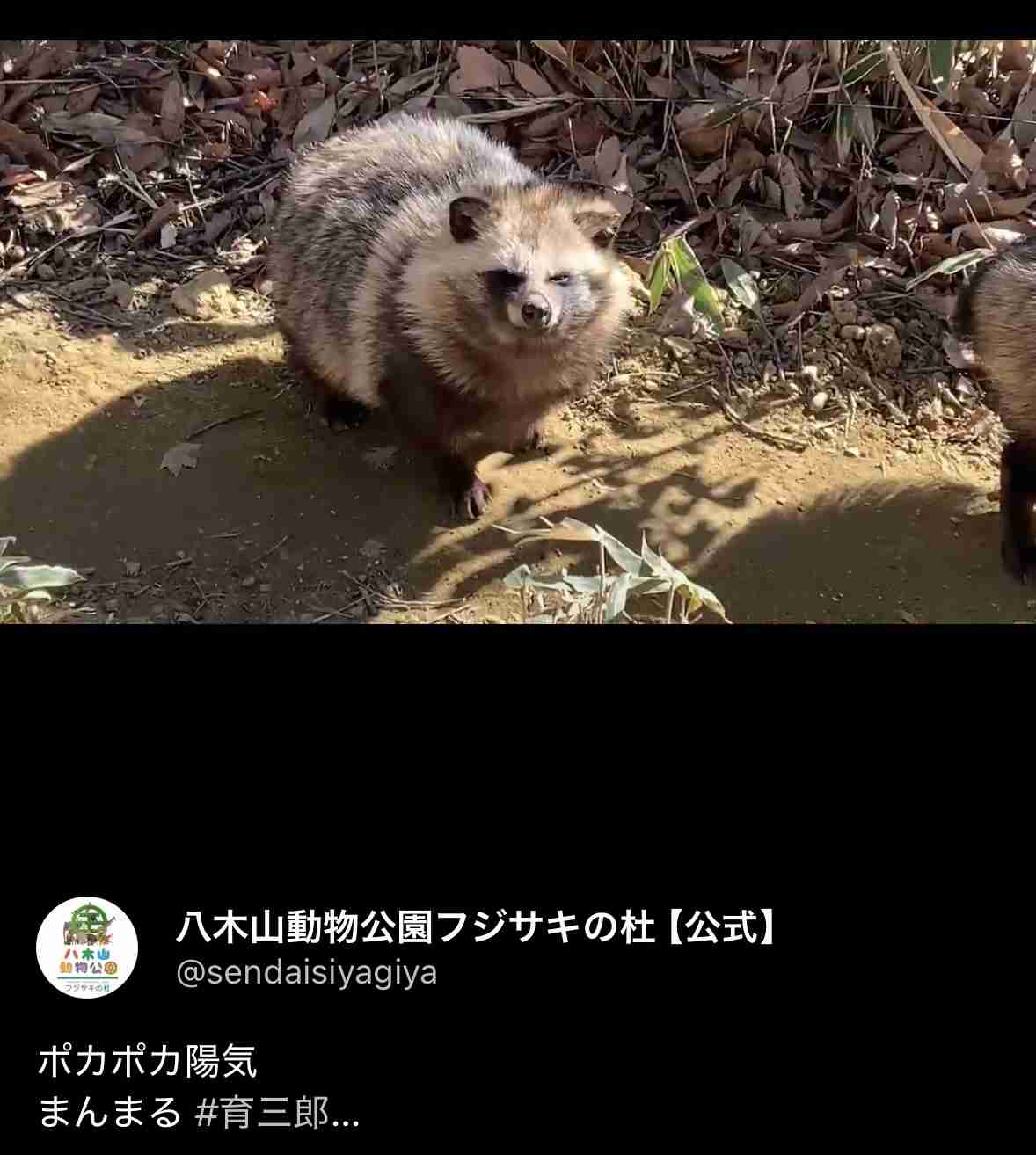 タヌキ好きな人いませんか?