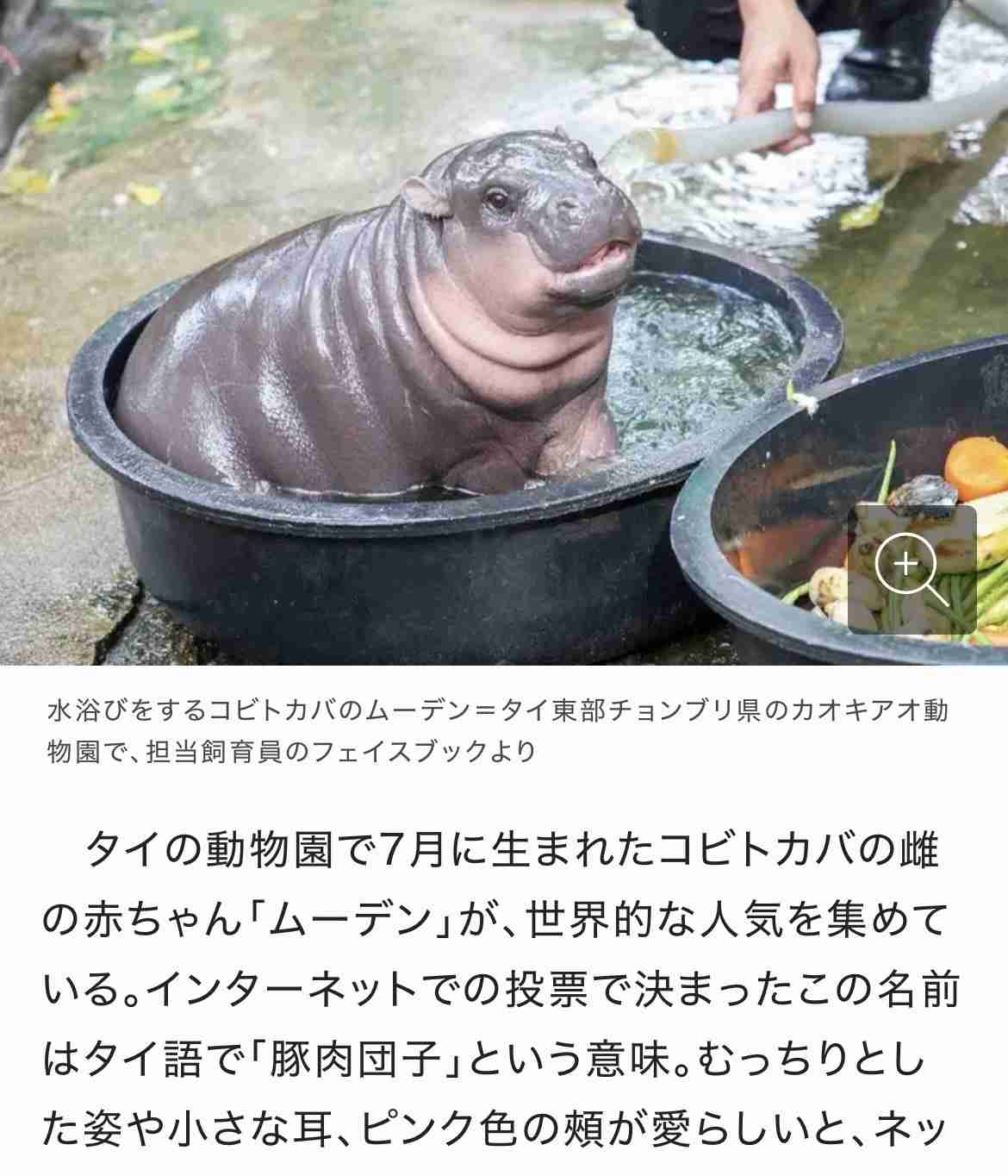 タヌキ好きな人いませんか?