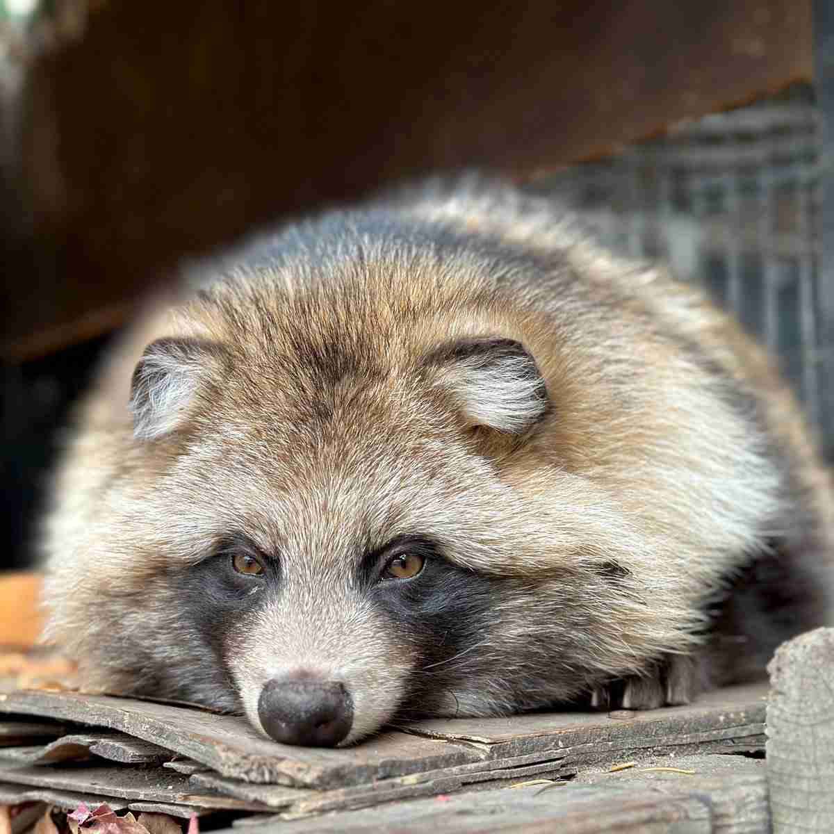 タヌキ好きな人いませんか?