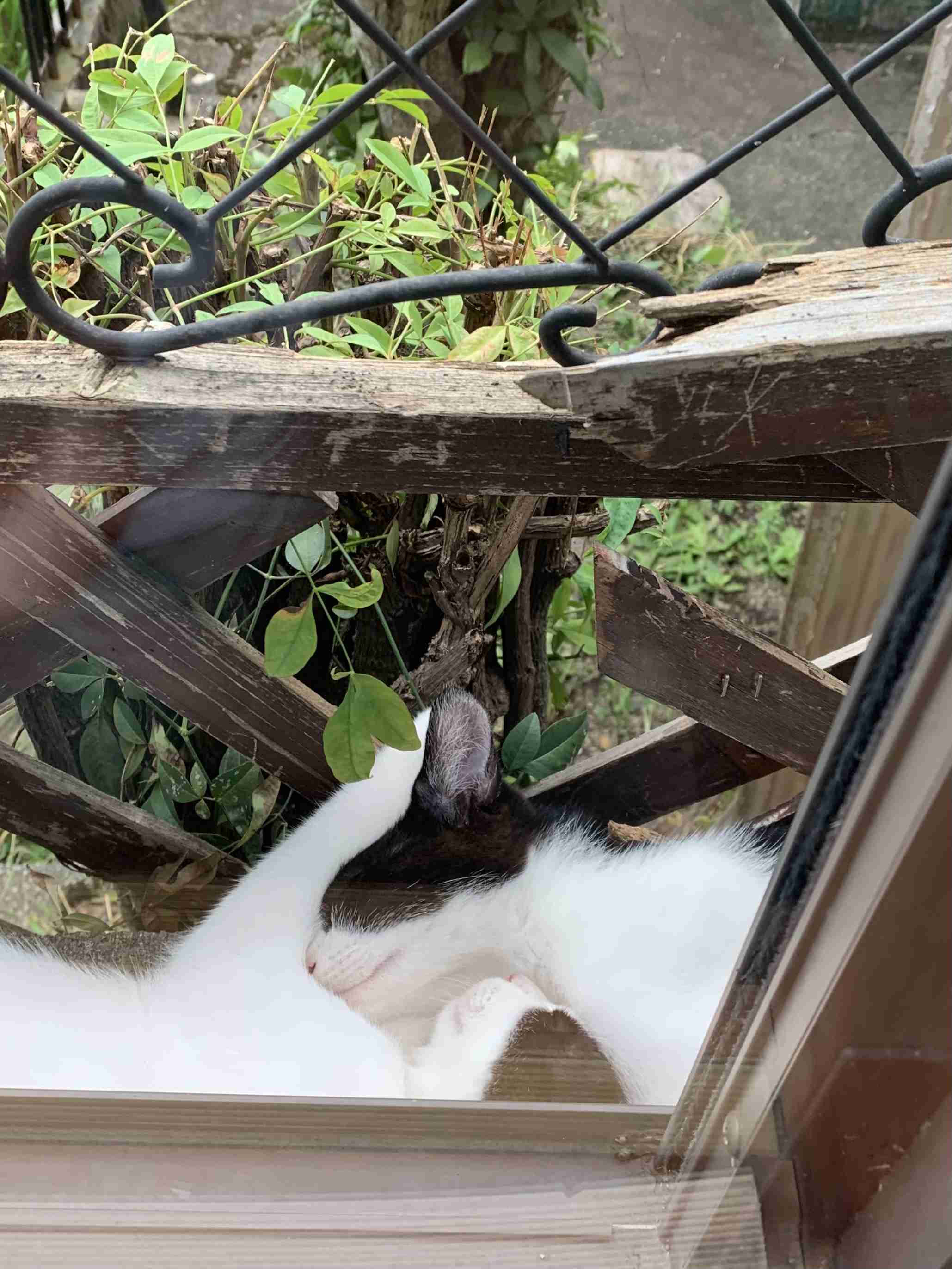 猫の可愛いところをひたすらあげてくトピ【全部は禁止❌】