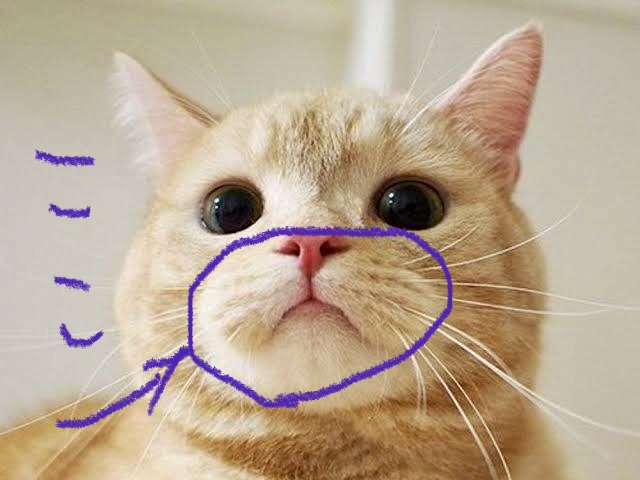 猫の可愛いところをひたすらあげてくトピ【全部は禁止❌】