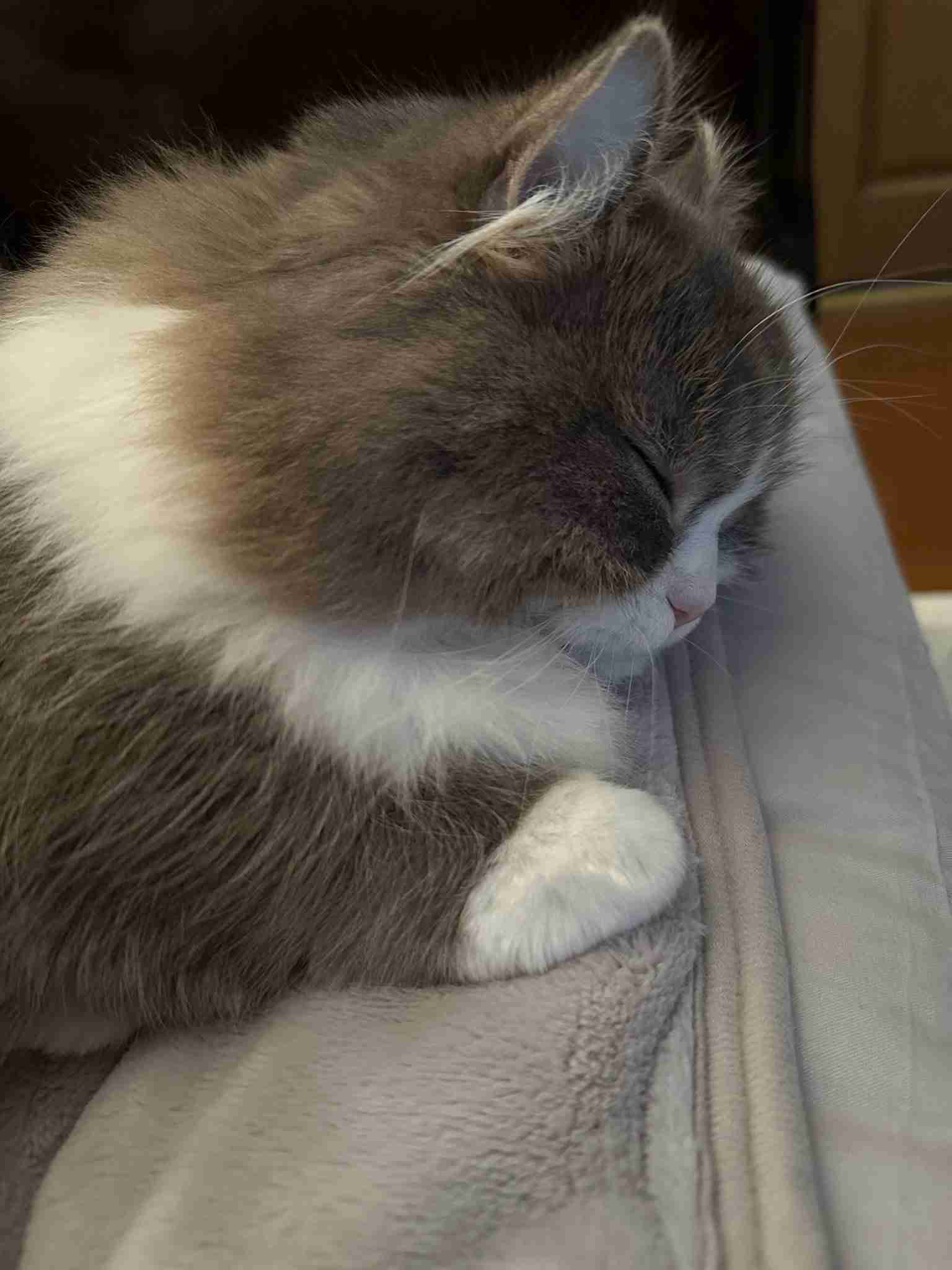猫の可愛いところをひたすらあげてくトピ【全部は禁止❌】
