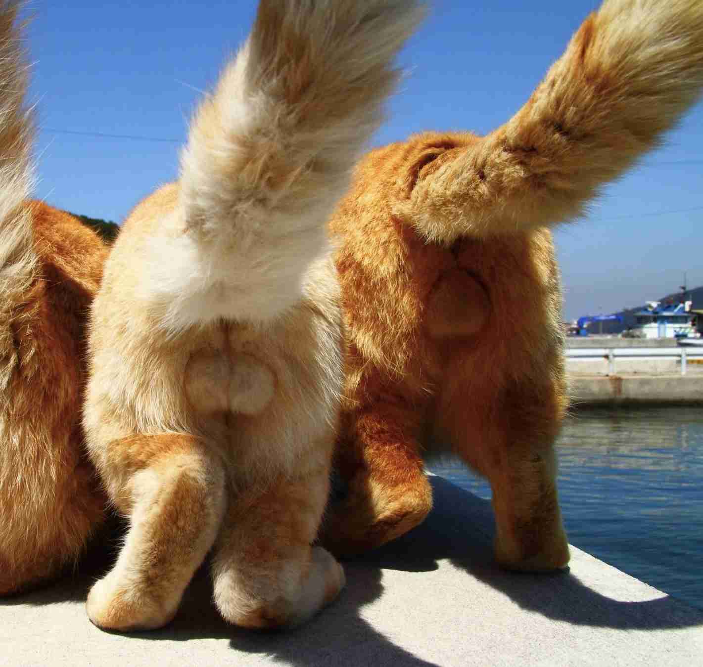 猫の可愛いところをひたすらあげてくトピ【全部は禁止❌】