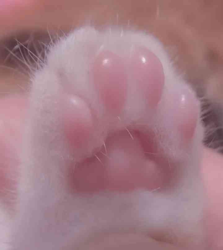 猫の可愛いところをひたすらあげてくトピ【全部は禁止❌】