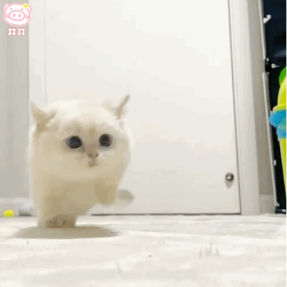 猫の可愛いところをひたすらあげてくトピ【全部は禁止❌】