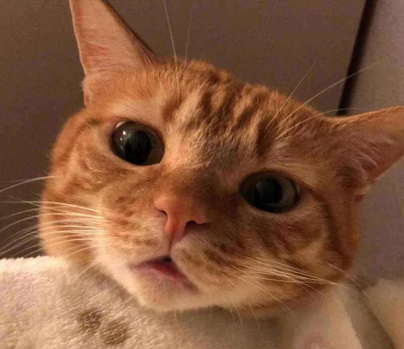 猫の可愛いところをひたすらあげてくトピ【全部は禁止❌】