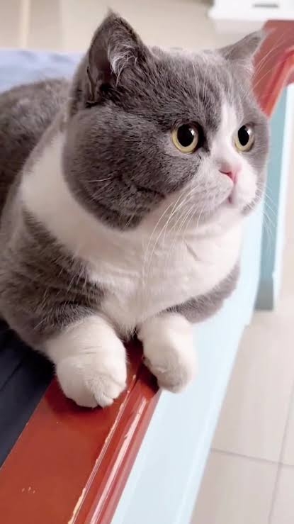 猫の可愛いところをひたすらあげてくトピ【全部は禁止❌】