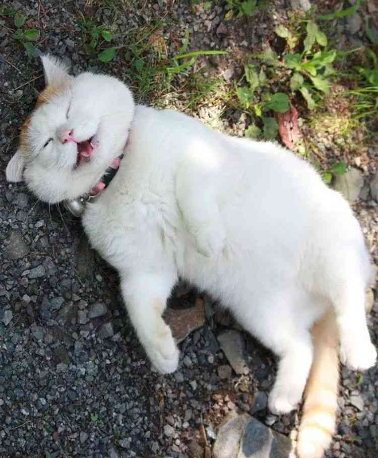 猫の可愛いところをひたすらあげてくトピ【全部は禁止❌】