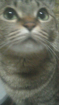 猫の可愛いところをひたすらあげてくトピ【全部は禁止❌】