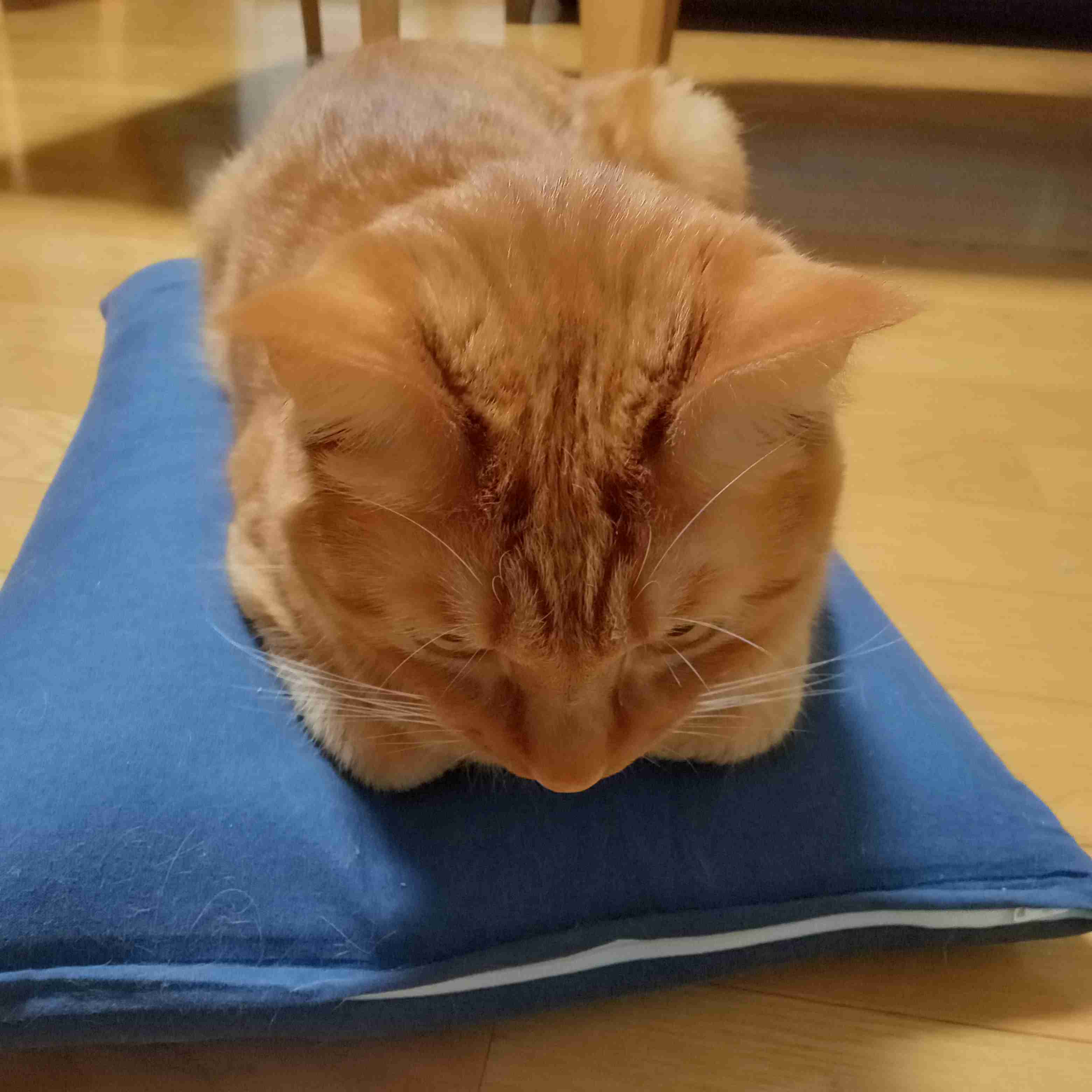 猫の可愛いところをひたすらあげてくトピ【全部は禁止❌】