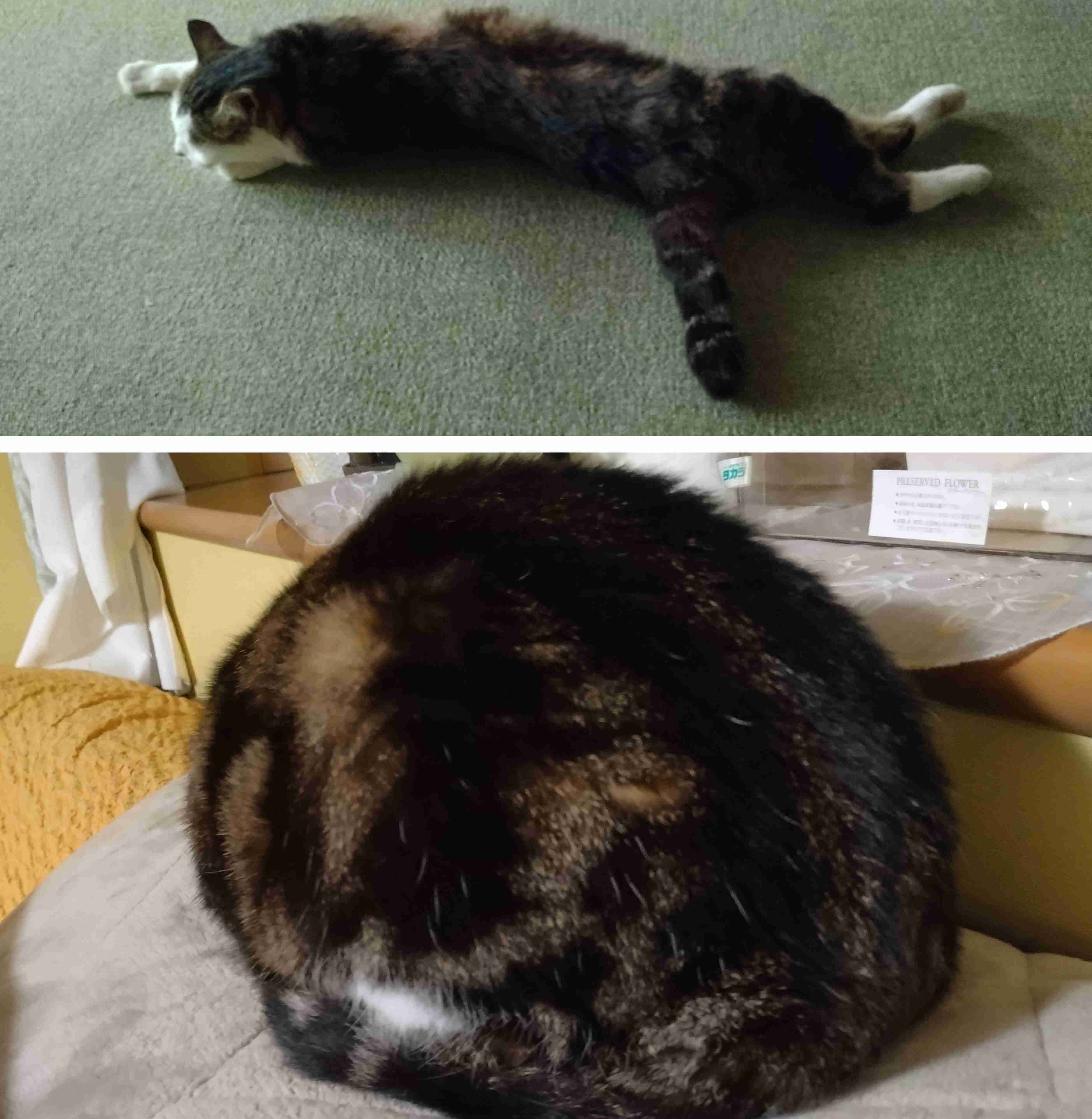 猫の可愛いところをひたすらあげてくトピ【全部は禁止❌】