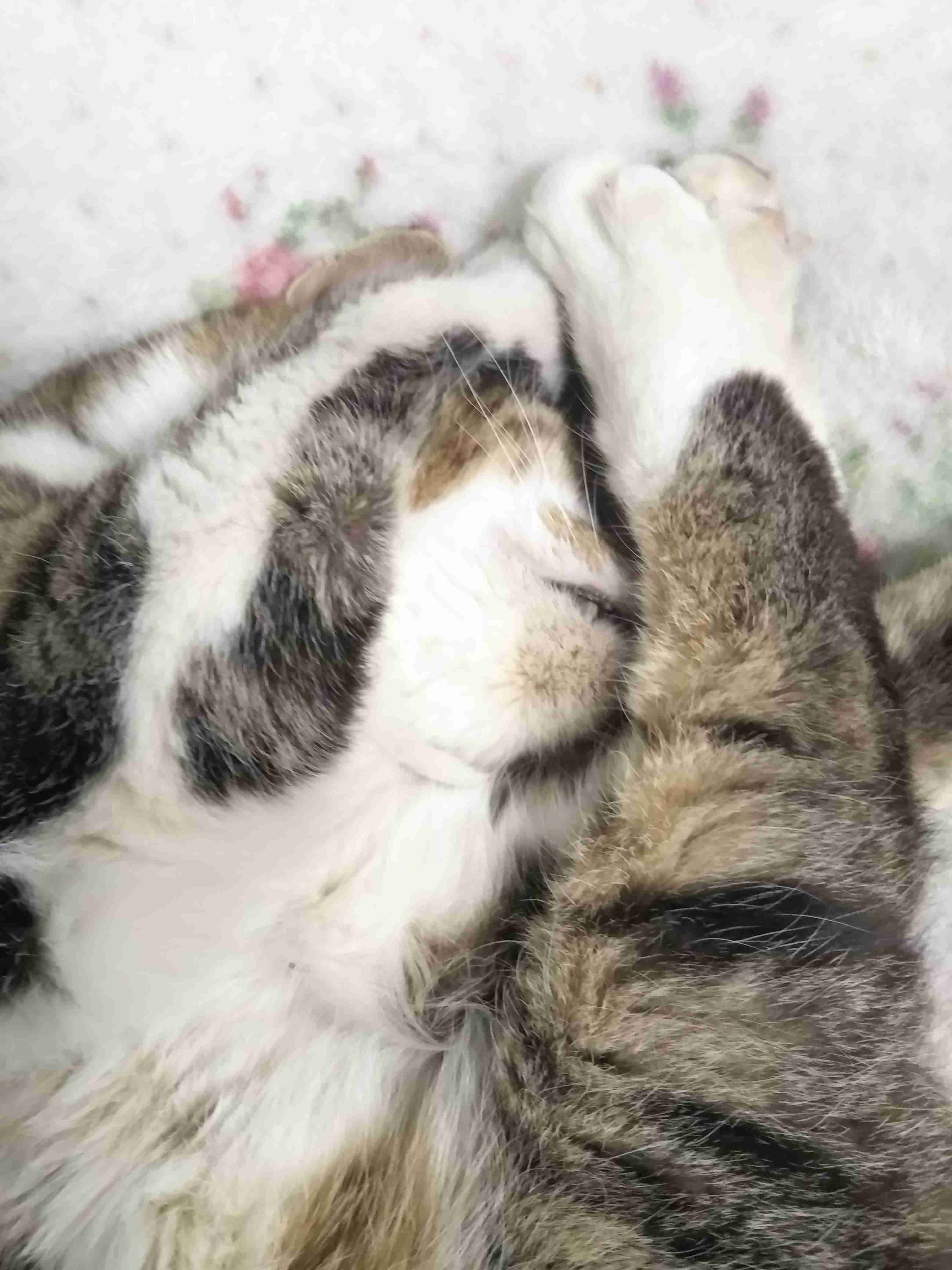 猫の可愛いところをひたすらあげてくトピ【全部は禁止❌】