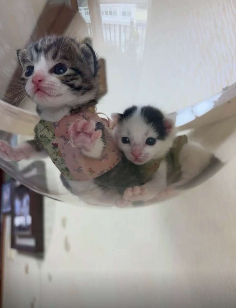 猫の可愛いところをひたすらあげてくトピ【全部は禁止❌】