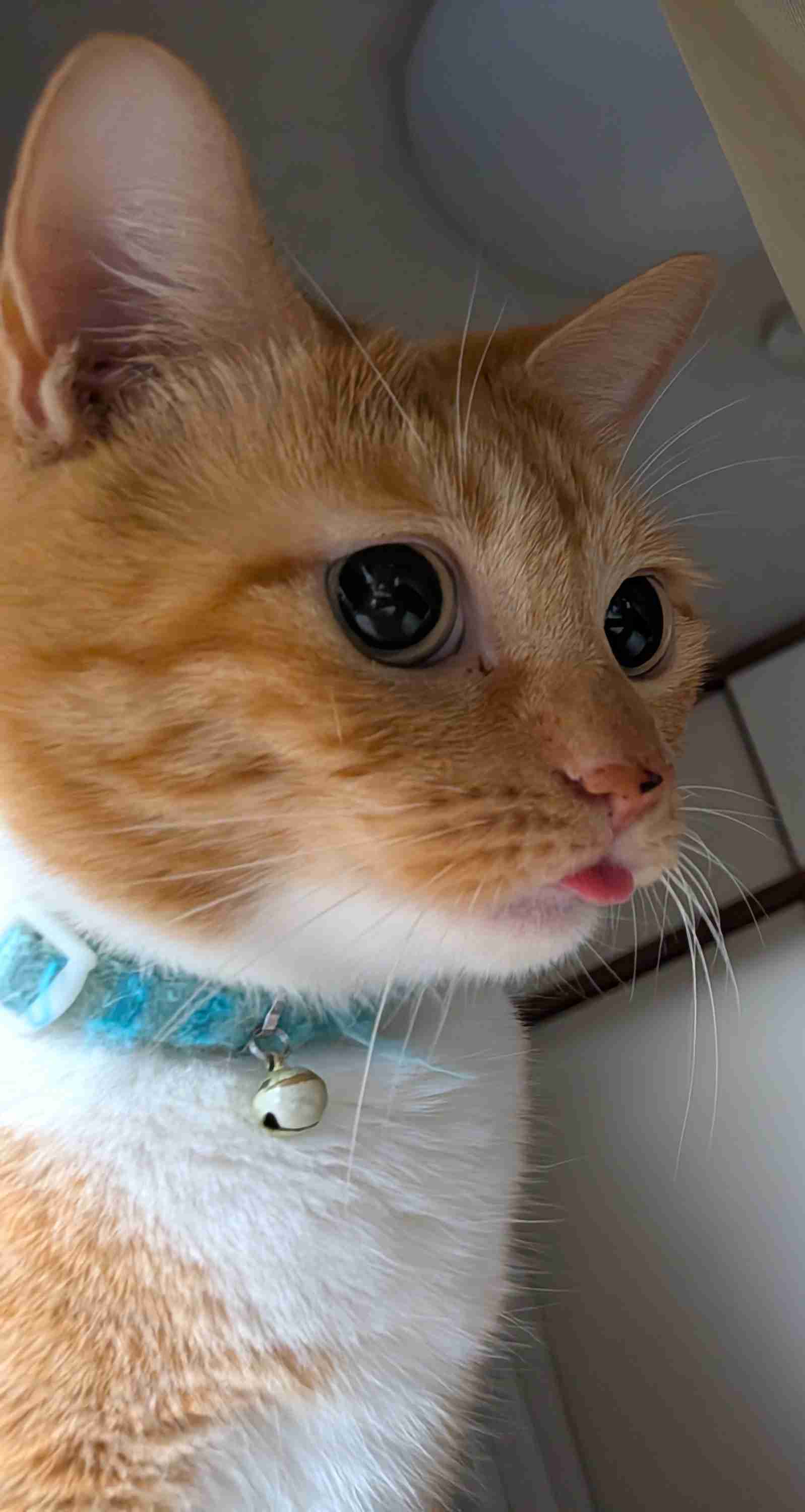 猫の可愛いところをひたすらあげてくトピ【全部は禁止❌】