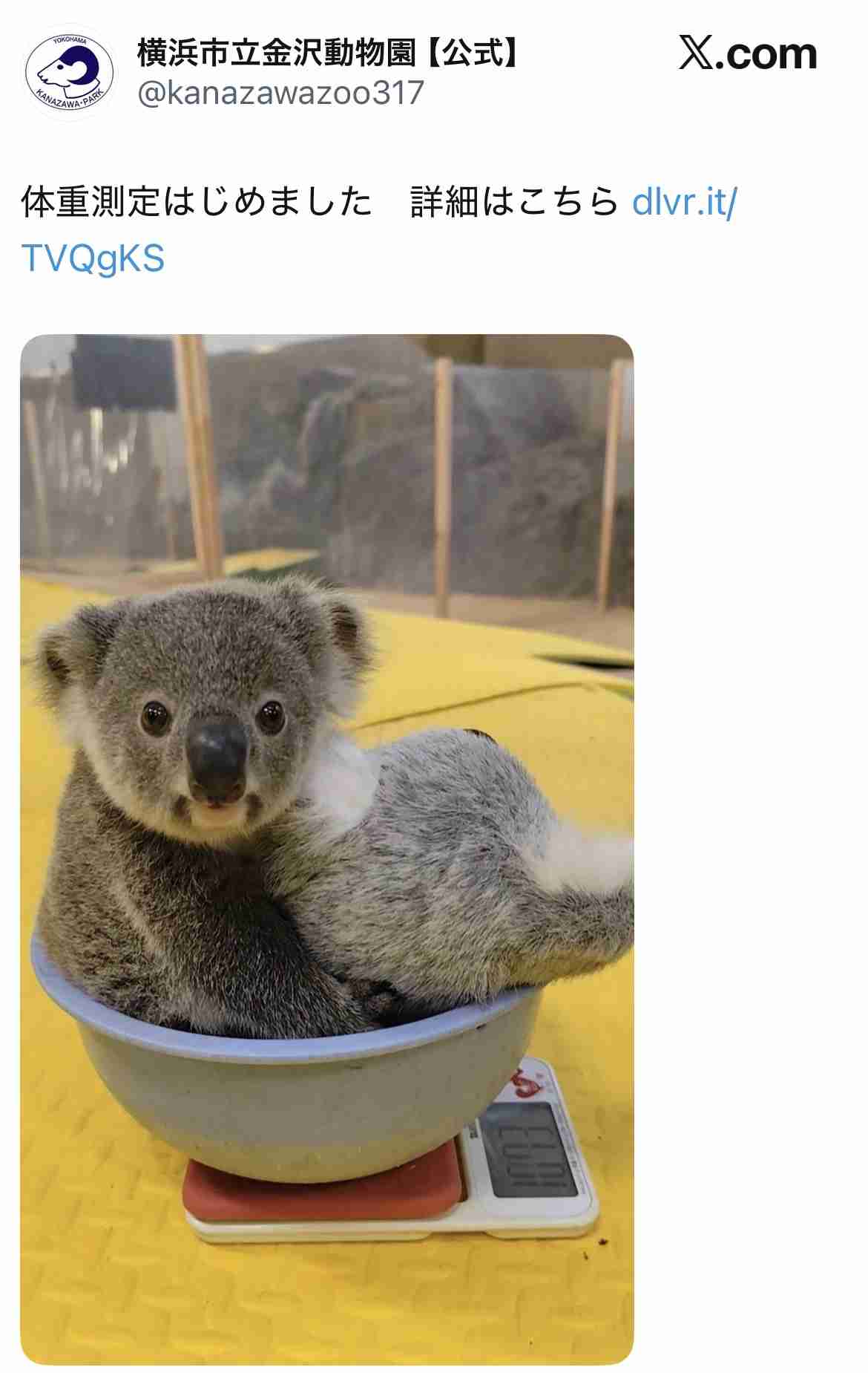 あなたの「かわいい」教えて