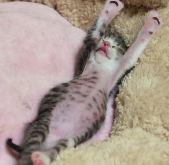 あなたの「かわいい」教えて