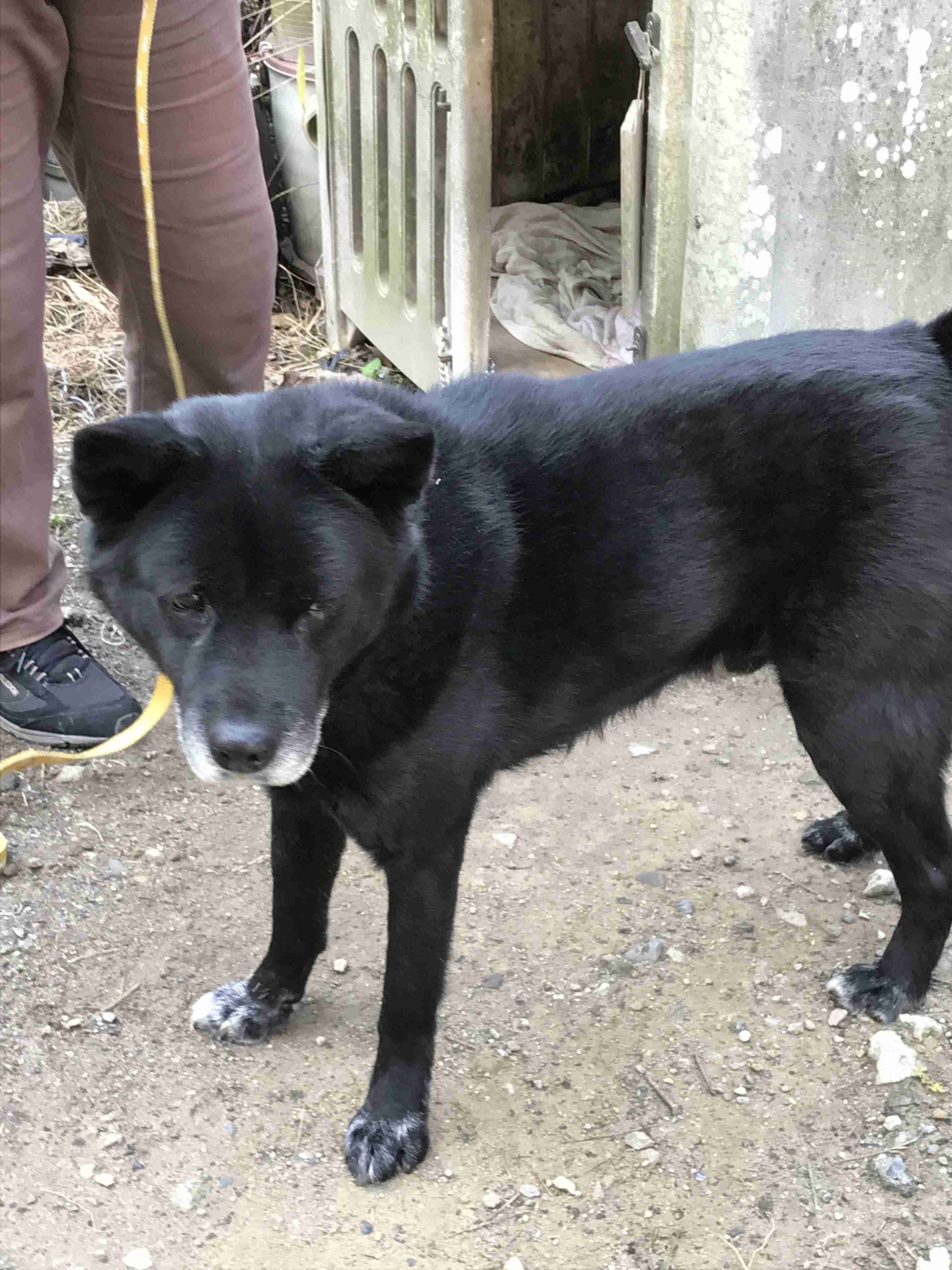 犬の画像を貼ると誰かが名前を付けてくれるトピ Part4