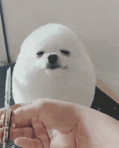 犬の画像を貼ると誰かが名前を付けてくれるトピ Part4