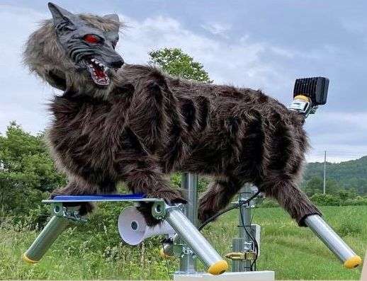 犬の画像を貼ると誰かが名前を付けてくれるトピ Part4