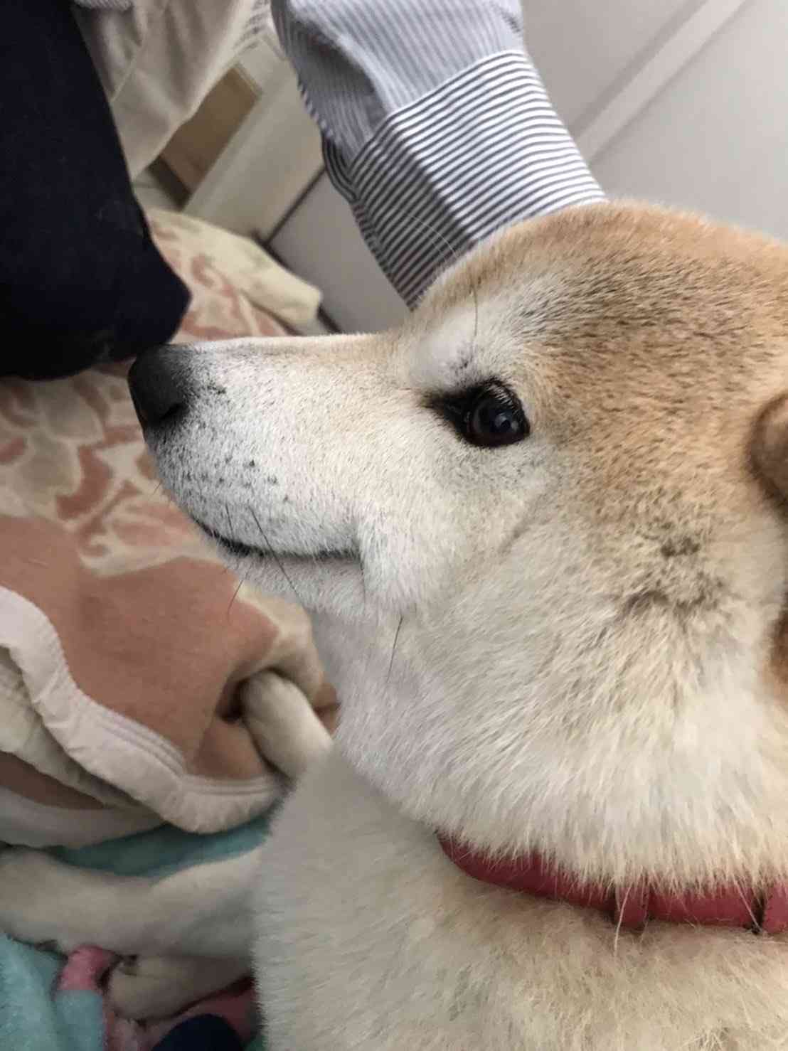 犬の画像を貼ると誰かが名前を付けてくれるトピ Part4