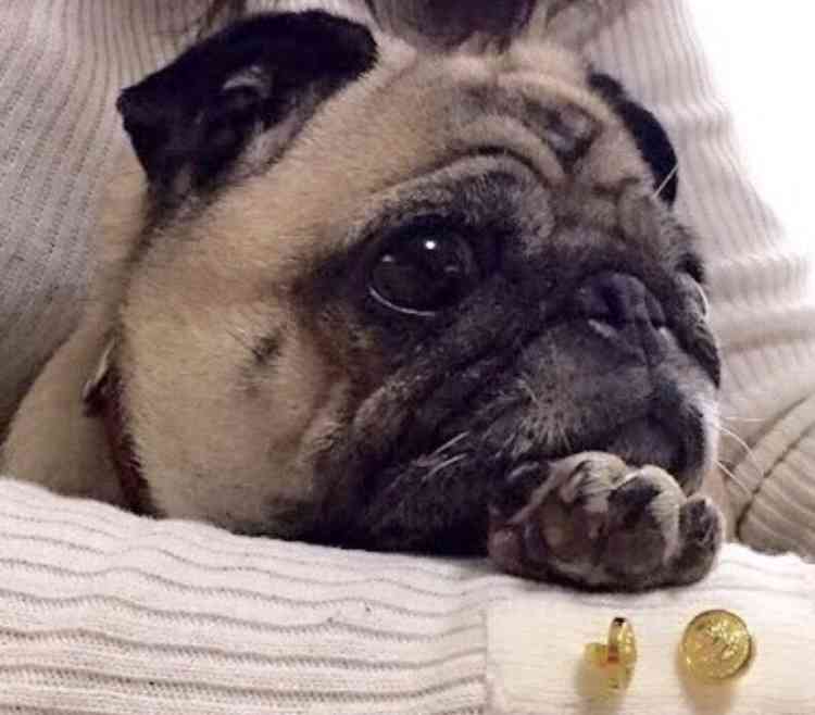 犬の画像を貼ると誰かが名前を付けてくれるトピ Part4