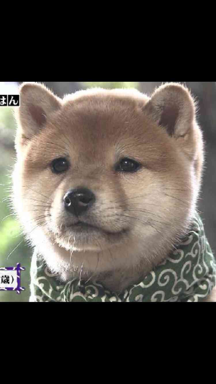 犬の画像を貼ると誰かが名前を付けてくれるトピ Part4