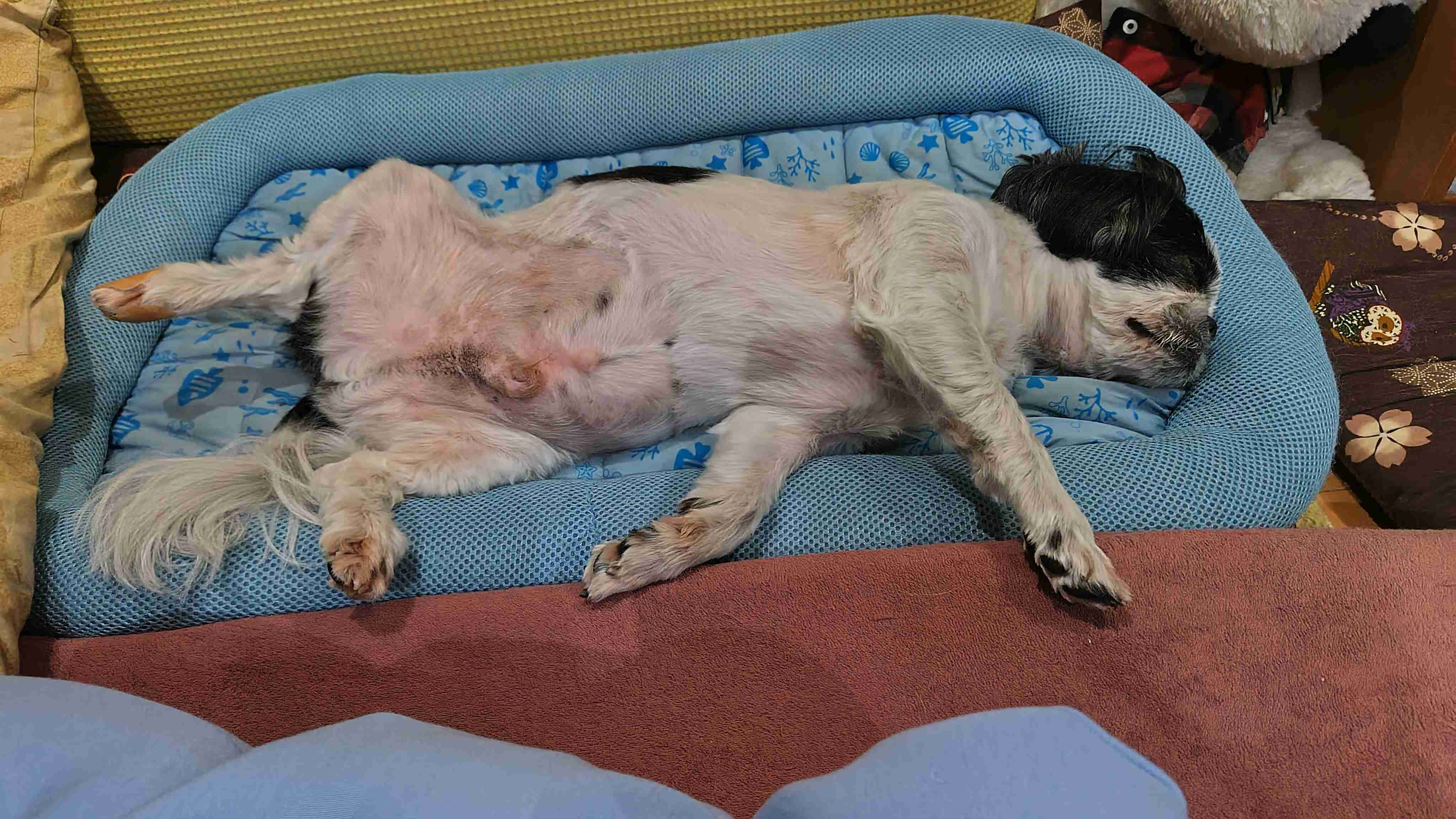 犬の画像を貼ると誰かが名前を付けてくれるトピ Part4