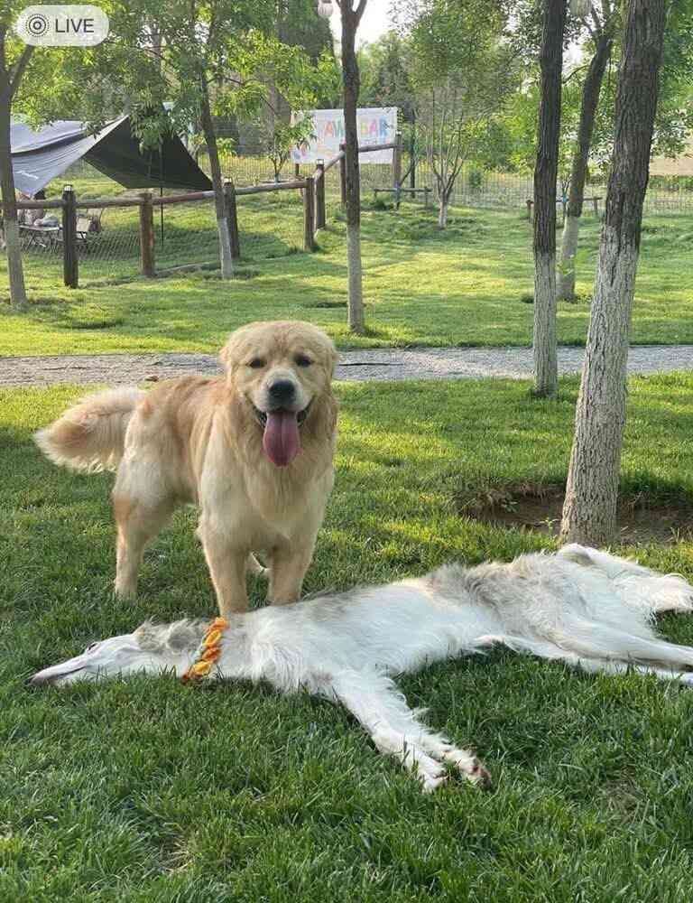 犬の画像を貼ると誰かが名前を付けてくれるトピ Part4