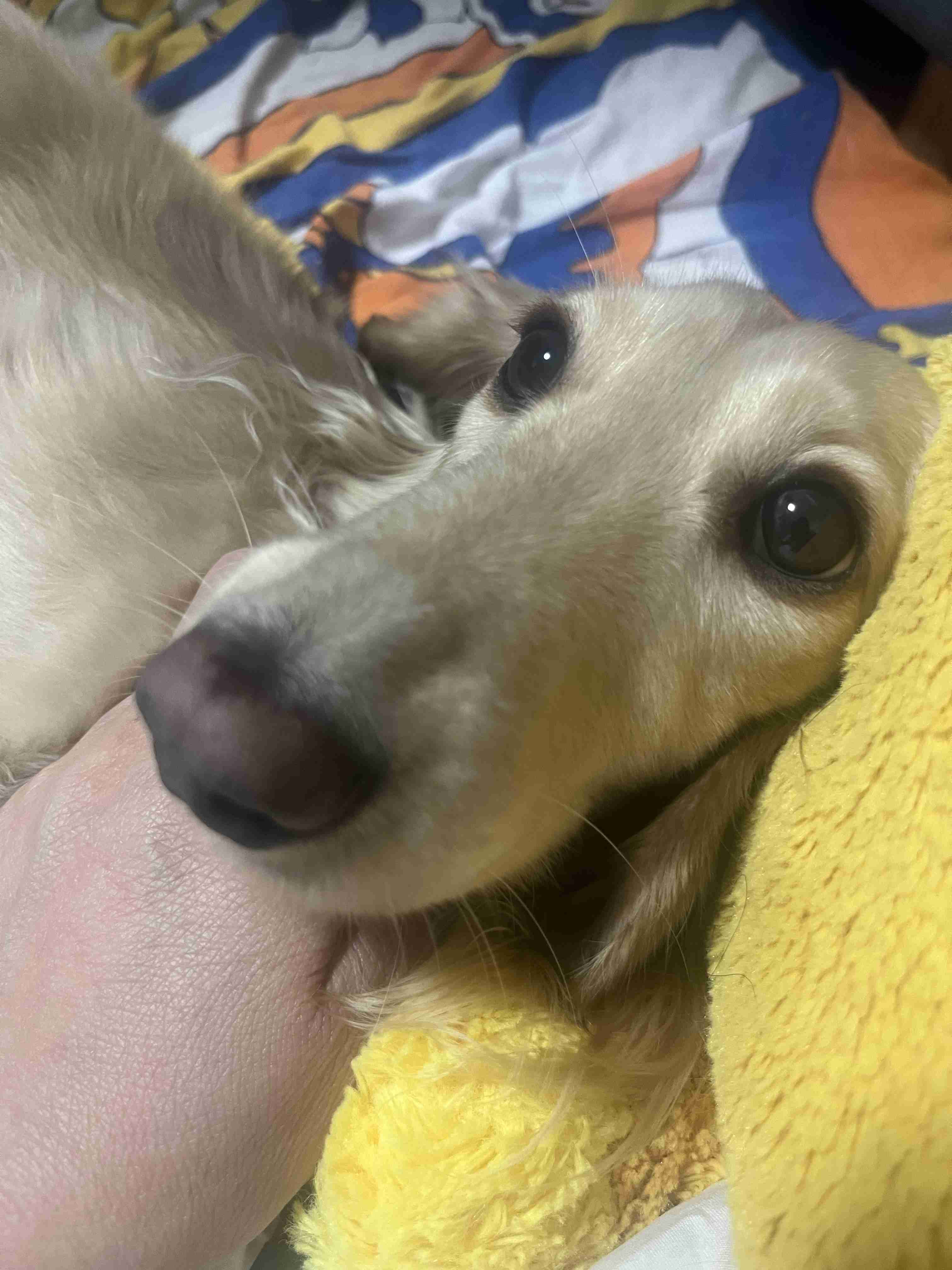犬の画像を貼ると誰かが名前を付けてくれるトピ Part4
