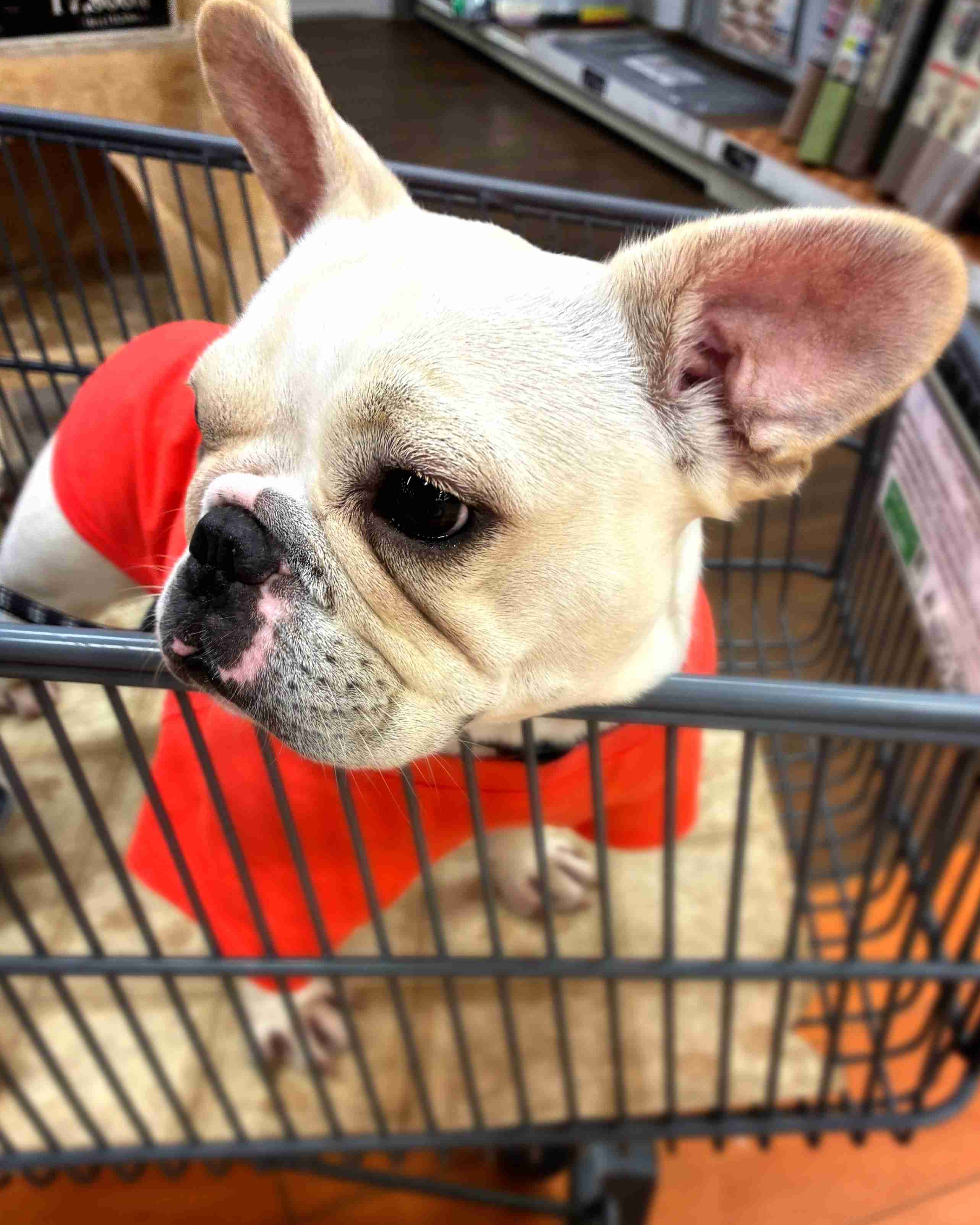 犬の画像を貼ると誰かが名前を付けてくれるトピ Part4