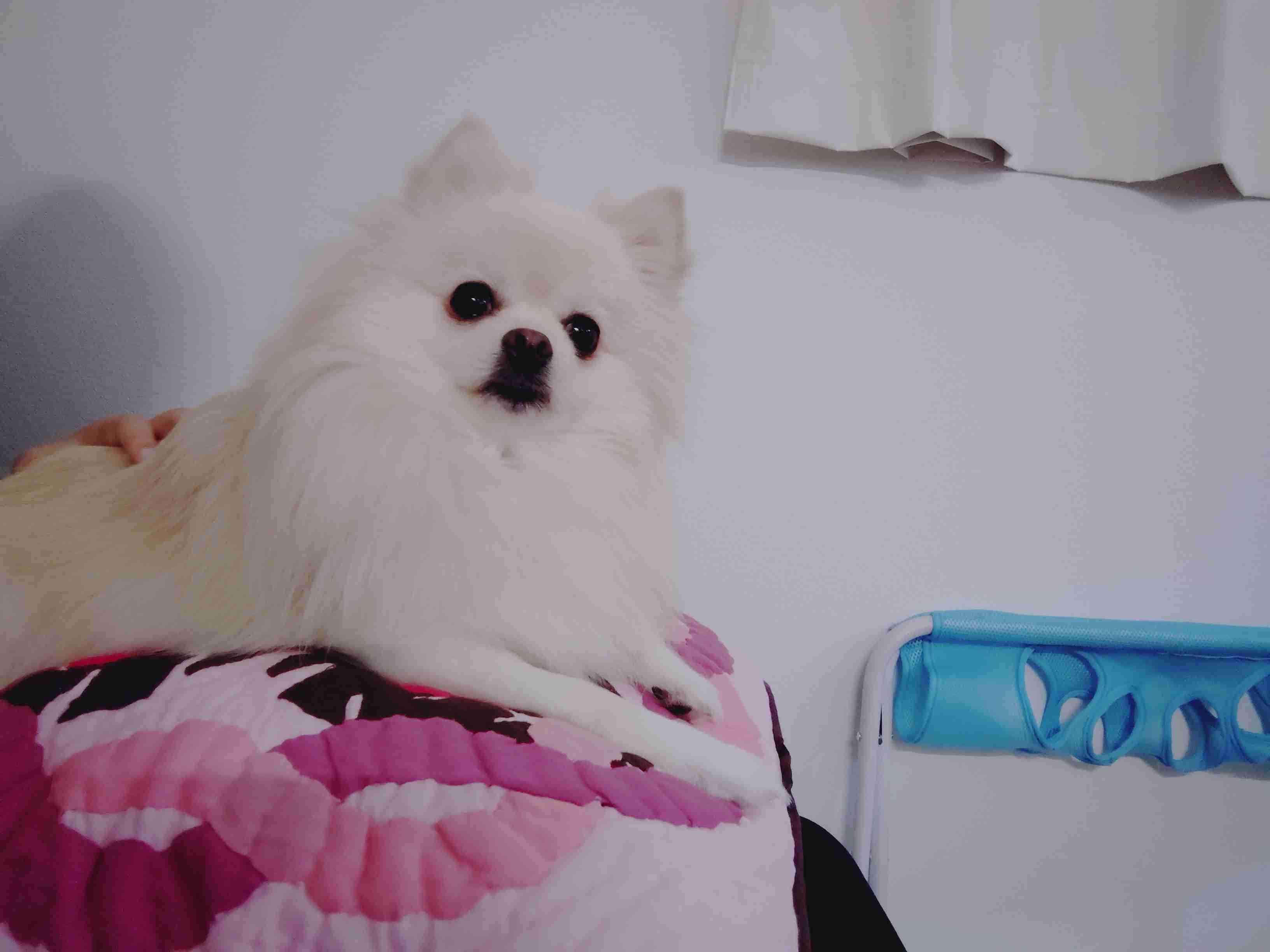 犬の画像を貼ると誰かが名前を付けてくれるトピ Part4