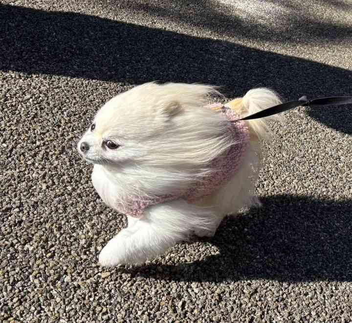 犬の画像を貼ると誰かが名前を付けてくれるトピ Part4