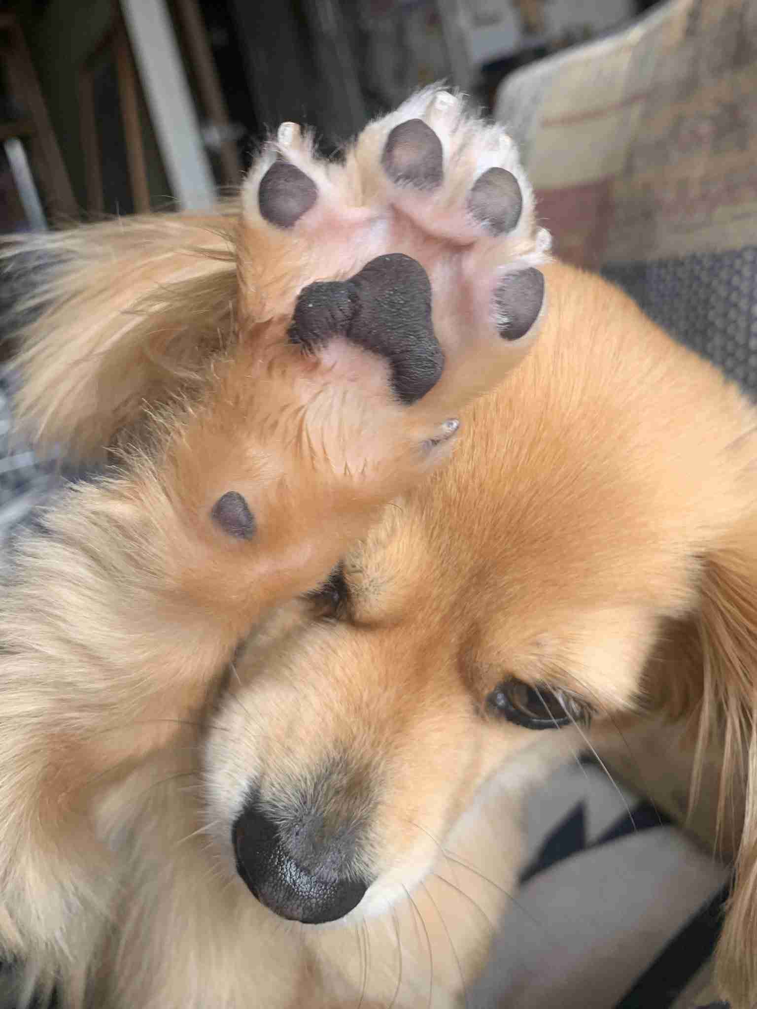 犬の画像を貼ると誰かが名前を付けてくれるトピ Part4