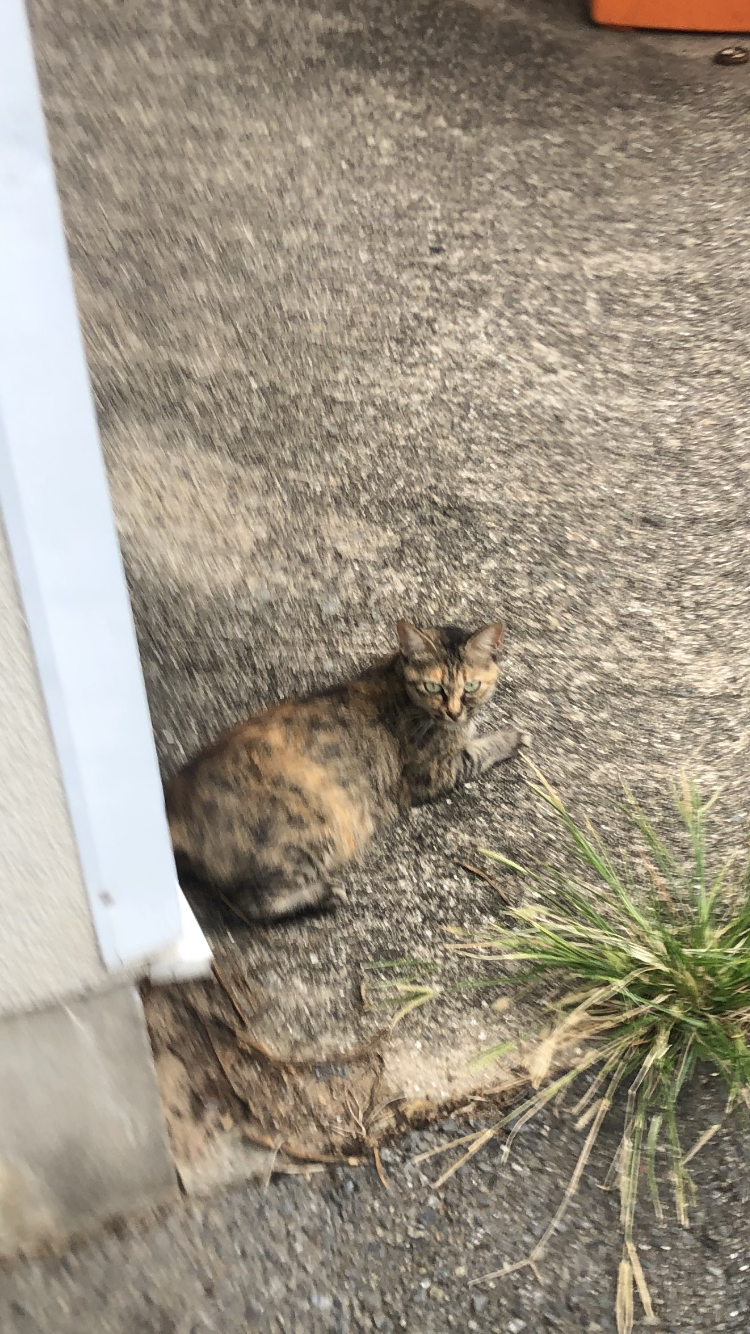 独身の本音