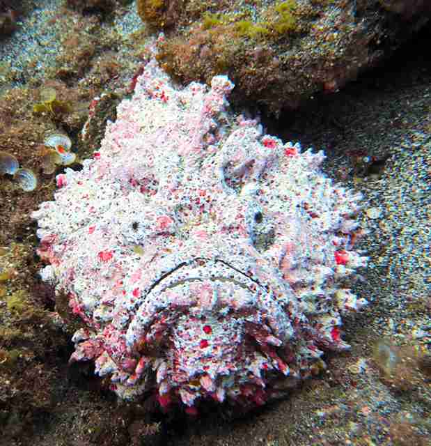 「毒」を持つ生き物について語ろう