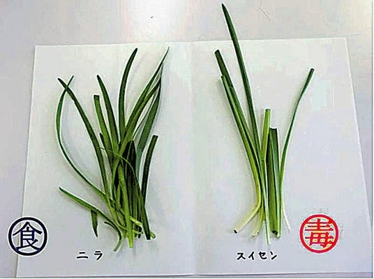 「毒」を持つ生き物について語ろう