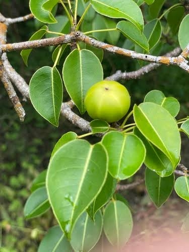 「毒」を持つ生き物について語ろう