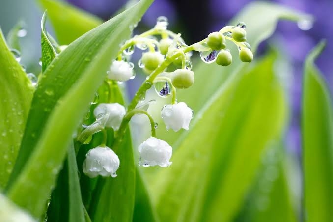 「毒」を持つ生き物について語ろう
