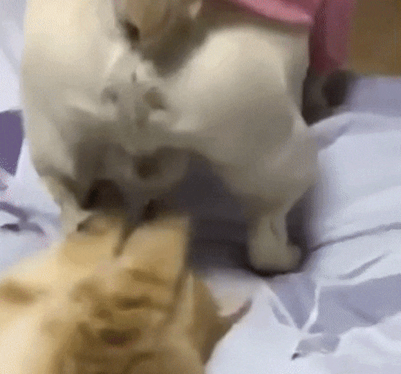 猫が好きなオモチャ(と言う名のゴミ)