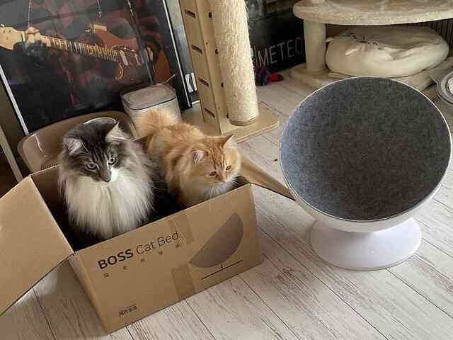 猫が好きなオモチャ(と言う名のゴミ)