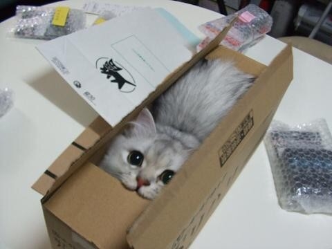 猫が好きなオモチャ(と言う名のゴミ)