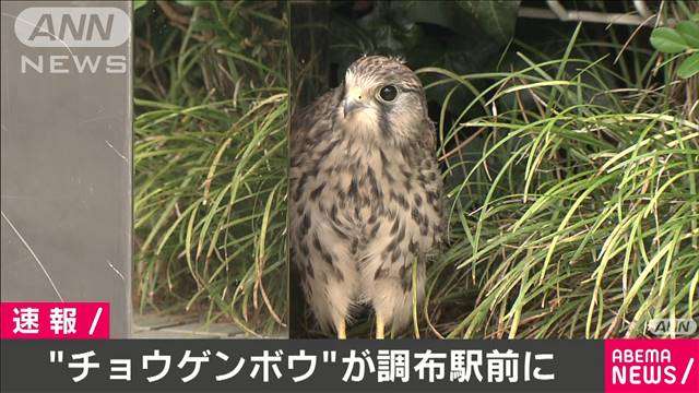 街に適応した野生生物問題