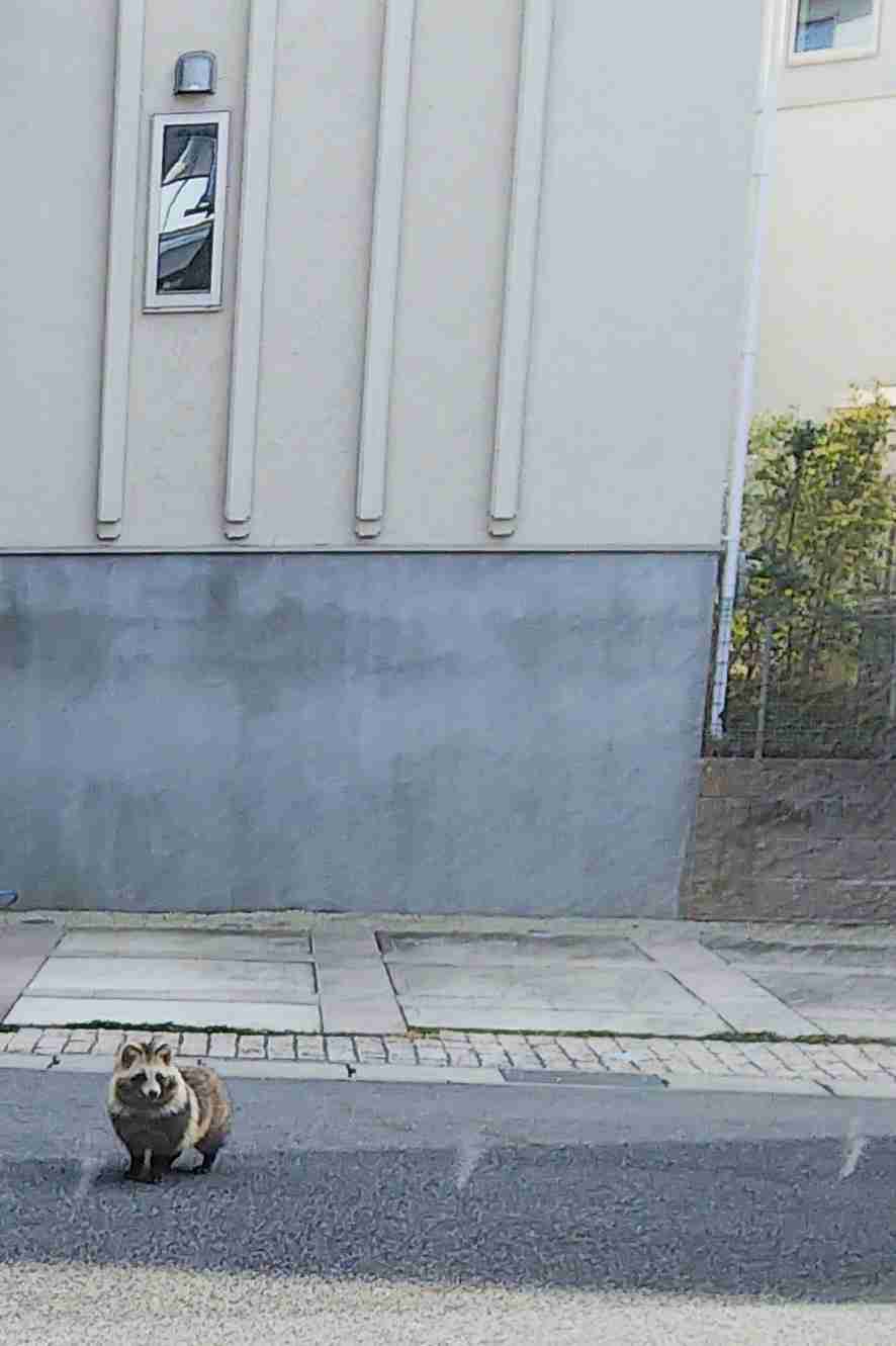 街に適応した野生生物問題