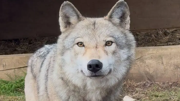 自宅から逃げた飼い犬『ウルフドッグ』散歩中の92歳女性にかみつき全治2か月以上の重傷負わせる…重過失傷害の疑いで67歳女を逮捕〈北海道奈井江町〉