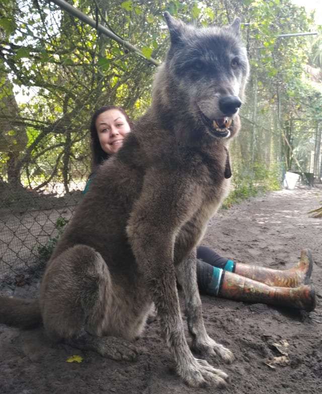 自宅から逃げた飼い犬『ウルフドッグ』散歩中の92歳女性にかみつき全治2か月以上の重傷負わせる…重過失傷害の疑いで67歳女を逮捕〈北海道奈井江町〉